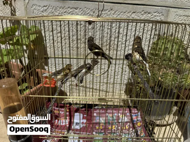 مخاليف كنار 4 حبات