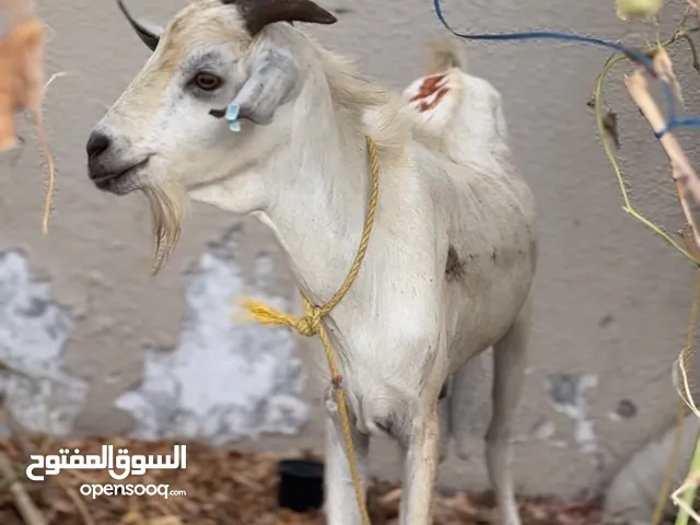 somaliyah healthy somaliyah goat available
