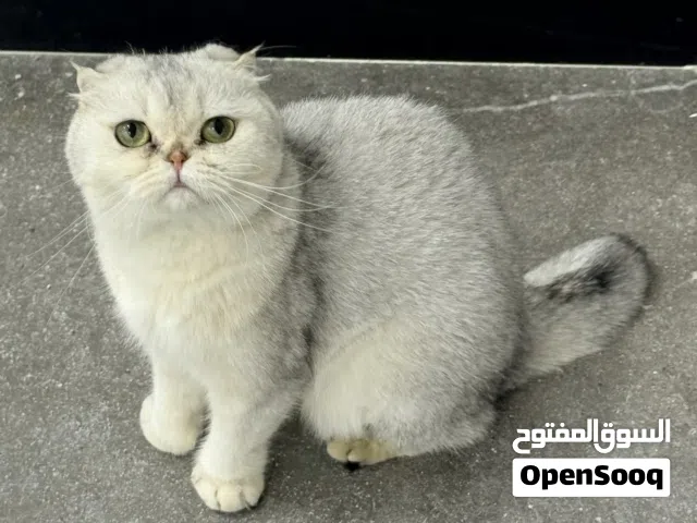 انثى سكوتش مواصفات عاليه