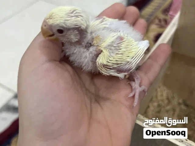 للبيع لوف بيرد