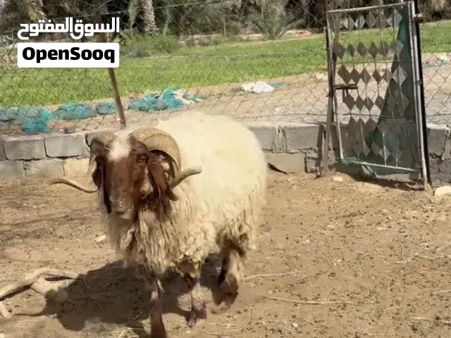 كبش نعيمي اصل