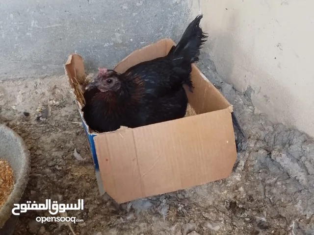 جاج بلدي نخب أول عدد 23جاجه موجودات مادبا الفيحاء
