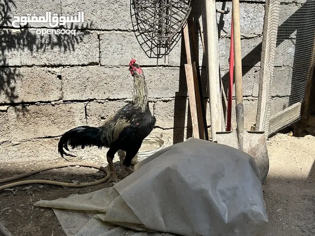 دجاج هراتي