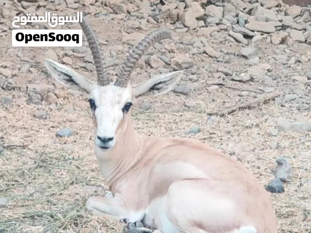 للبيع غزال الريم العماني  متوفر زوج سن الانتاج الانثى عشار  ومتوفره انثى ثانيه كذالك الاسعار تحت