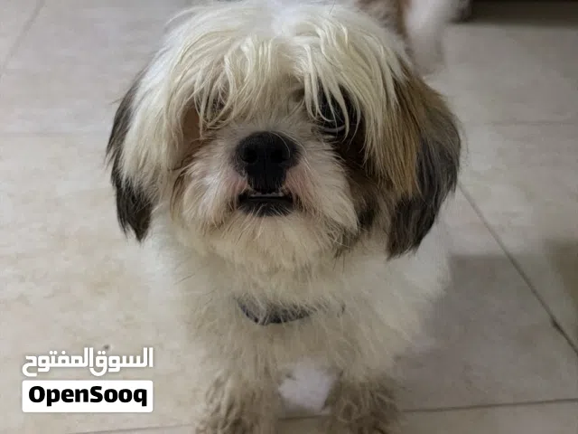 للبيع فقط كلب شيتزو جميل ونشيط، للبيع بسبب عدم التفرغ