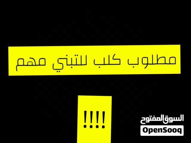 مطلوب كلب تبني مهم جداً بأسرع وقت
