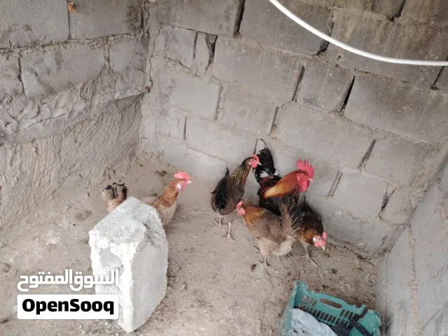 دجاح اقره الوصف