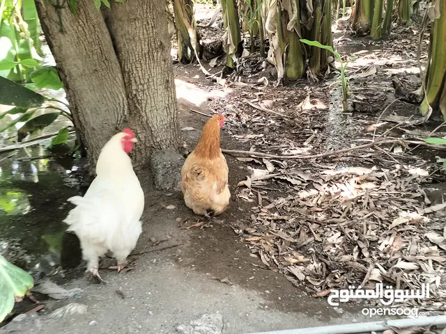 دجاج كوشن للبيع