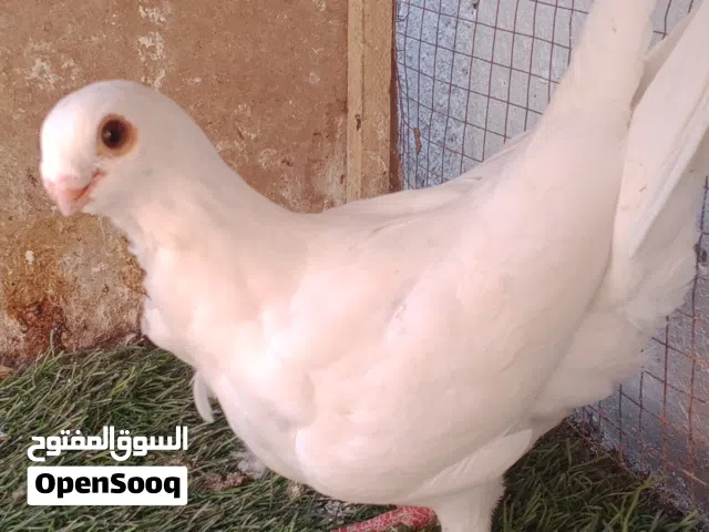 متاح فراخ مكاريش اقرا الوصف