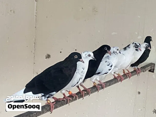 طيور كويتية لوت
