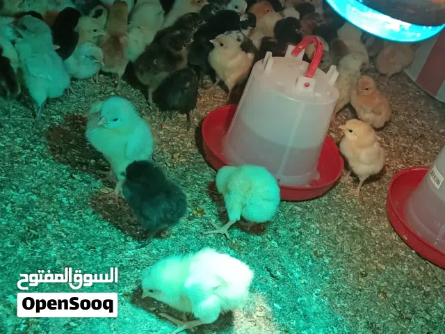 صيصان بلدي