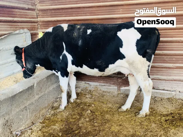 بجر ثاني بطن داخله بشهرها سترالي سمينه وخشنه وعاقله كلش سعرها 3,100 مكاني بصره شط ألعرب الكباسي