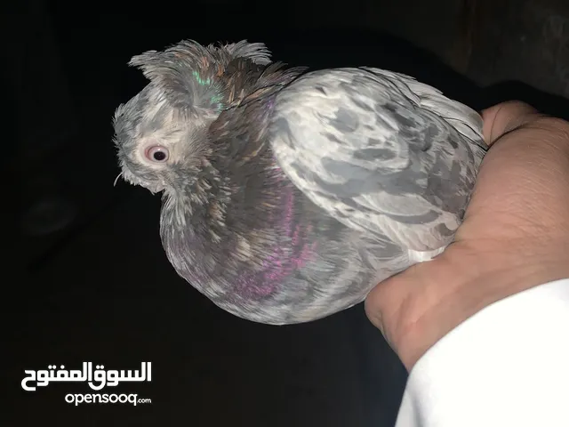 حمامه زينه للبيع150توصل واتس او سناب