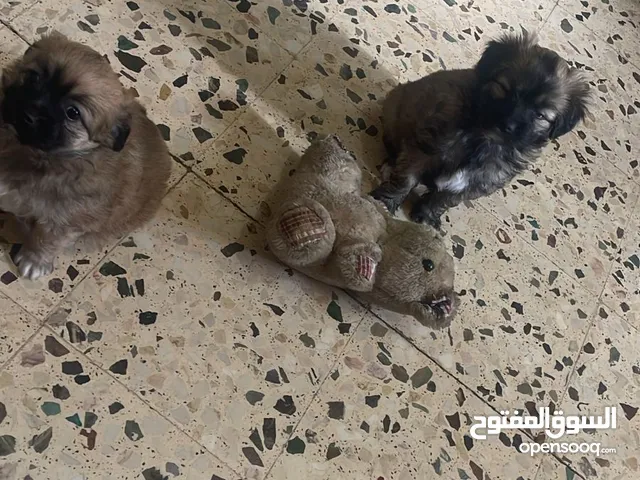 اناثي فرينش تيرير و لولو فوكس العمر شهرين