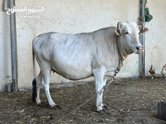 بقره عمانية عاقر
