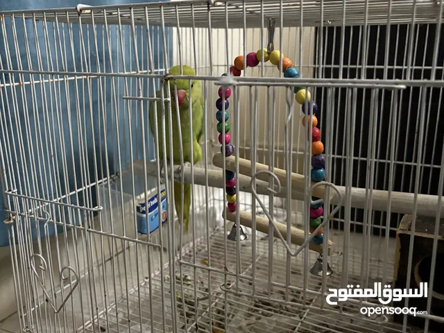 دره أنثى مب اليفه