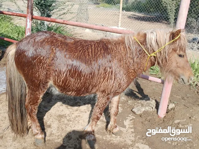 حصان بوني للبيع