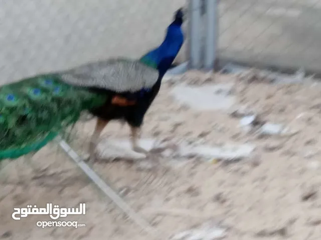 طاوس ذكر وأنثى