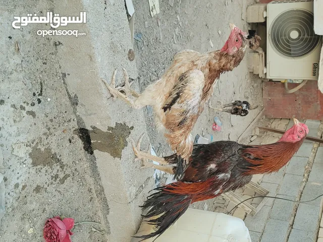 دجاج هراتي ( ديج تايلندي ودجاجة تركية بياضة ) للبيع فقط اقرا الوصف للتفاصيل كاملة