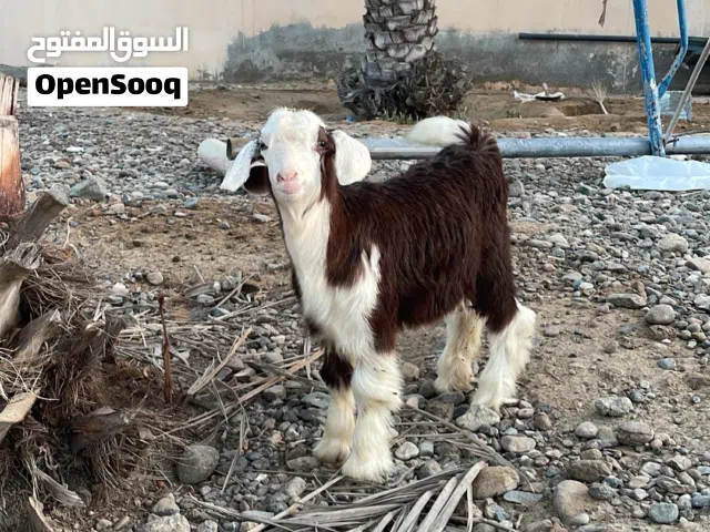 بيع من حلال الرحوب  صخله و تيس  العمر مايقارب 3 شهور