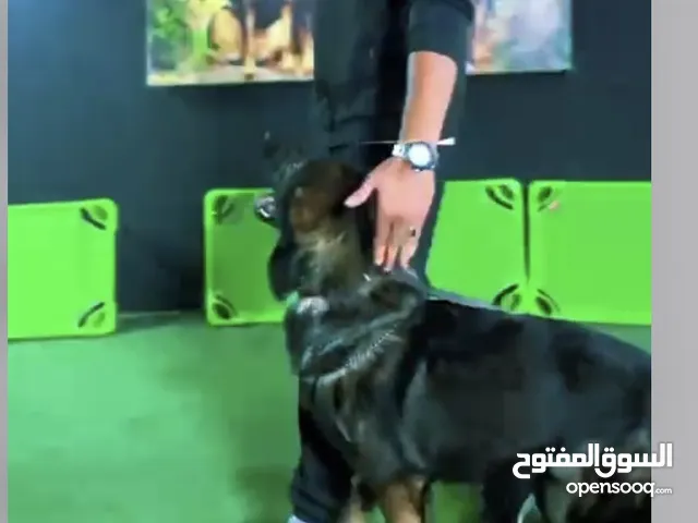 خصم لاول مره تدريب كلاب على 6 لغات مختلفه In more than 6 languagesDog Training RAK  في راس الخيمه