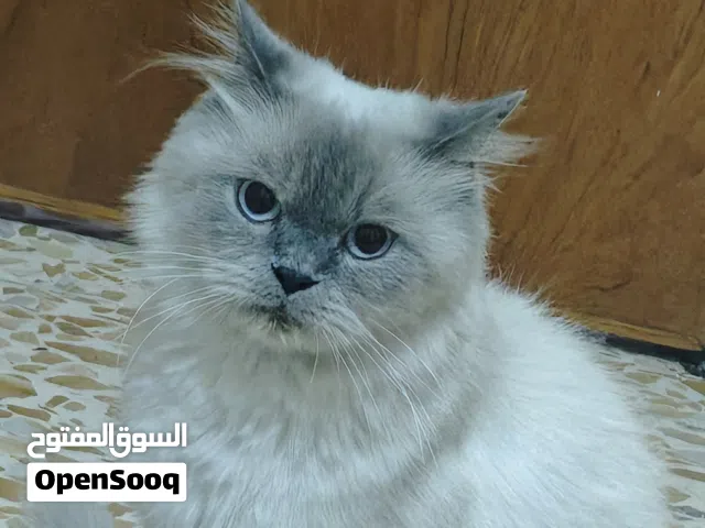 هاملايا مع اطفالها