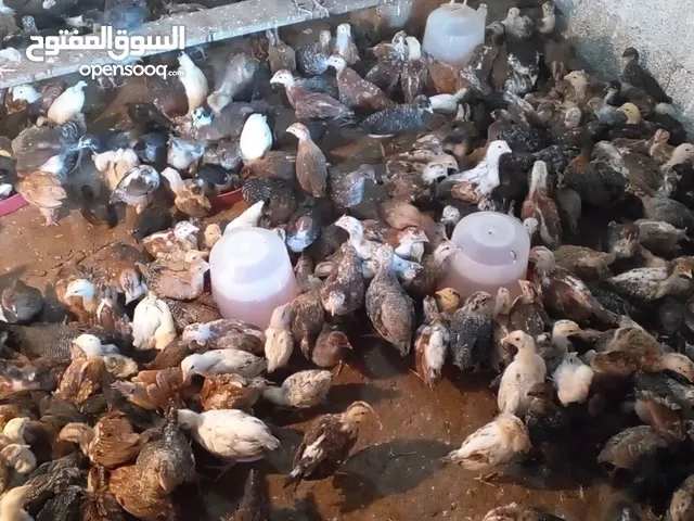 فلاليس عربي زهري للبيع جملة أو قطاعي