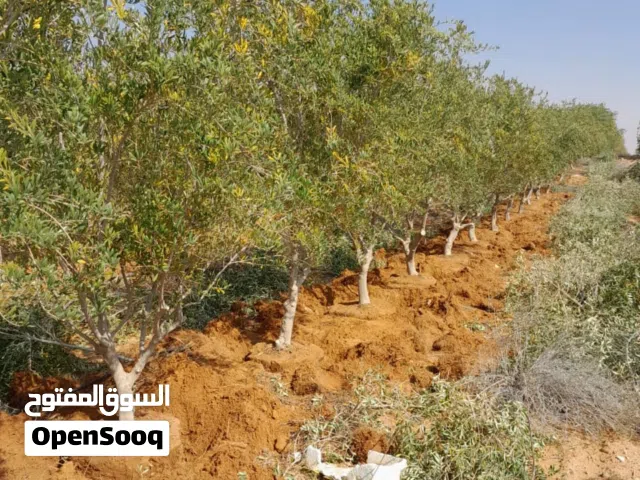تركيب شبوك ومظلات وهناجر واسلاك وحجر طبيعي وتشجير