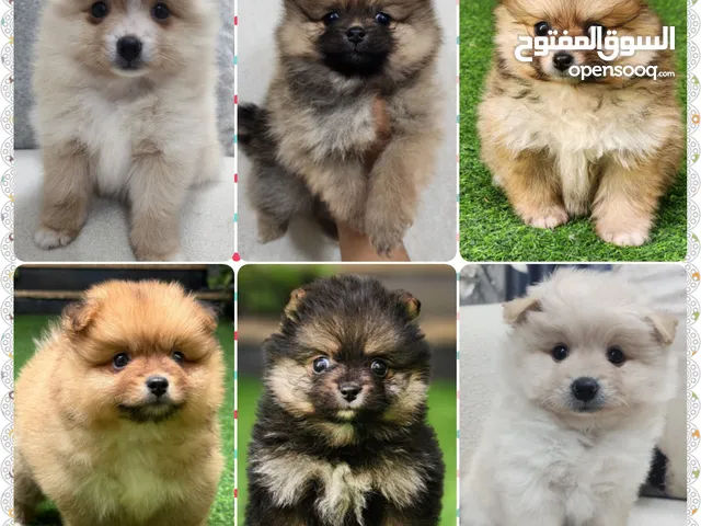Toy Pomeranian Home Born Puppies
