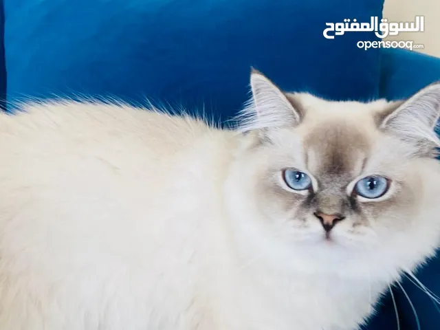 قطة انثى. شور هير ميكس .