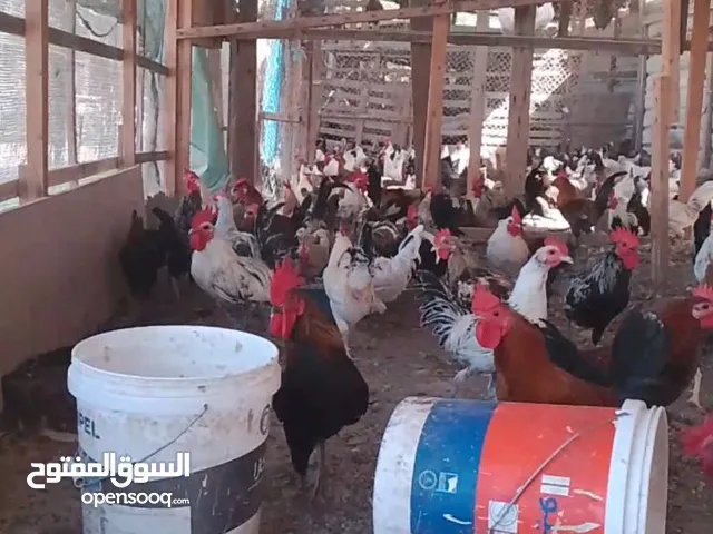 دجاج ذكر طبيعي النمو للبيع Naturally grown male chicken for sale