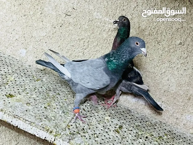 متاح جوّز مع اكم طيرة