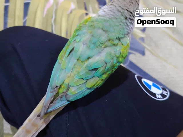 بغباء كنيور للبيع   وبي مجال زغير واليف يجي وراك