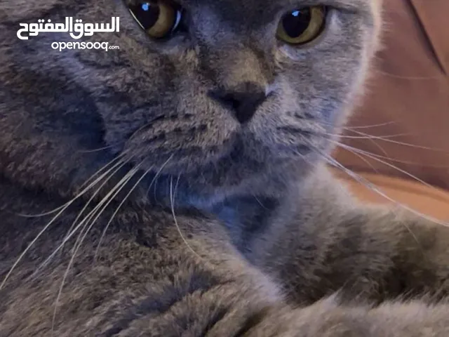 للبيع قط ذكر معقم سمونش فولد
