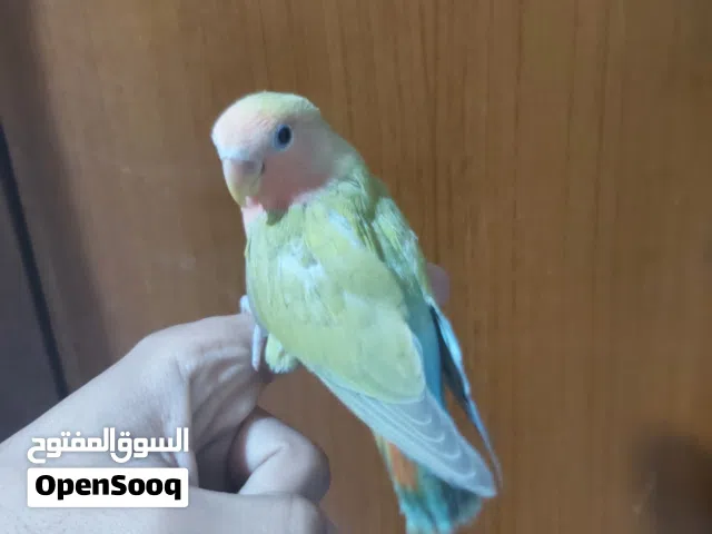 غندروه ربه للبيع السعر 40/ العنوان البصره البراضعيه شارع سيد امين...................................