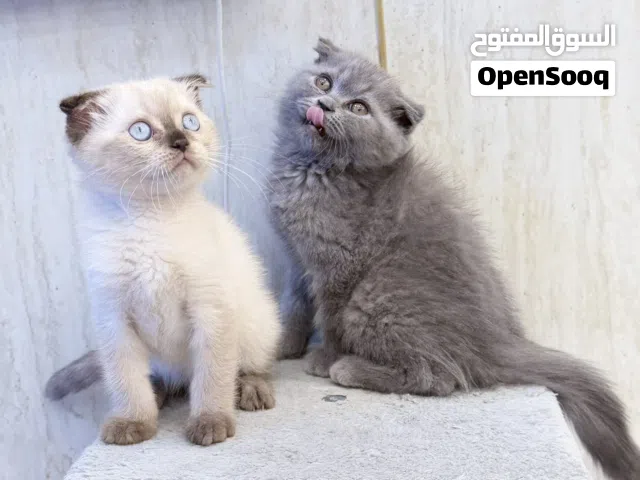 Breed Scottish fold