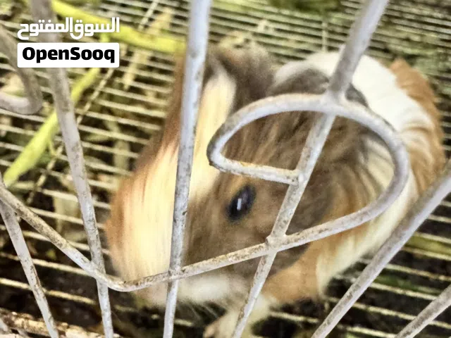 هامستر نوعين ذكر وانثى للبيع