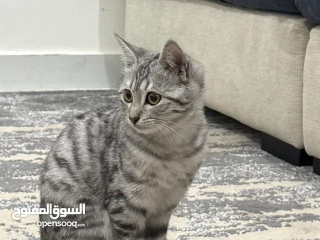 قطه من أصول بنقالي و مختلط مع دوله ثانيه المتوقع