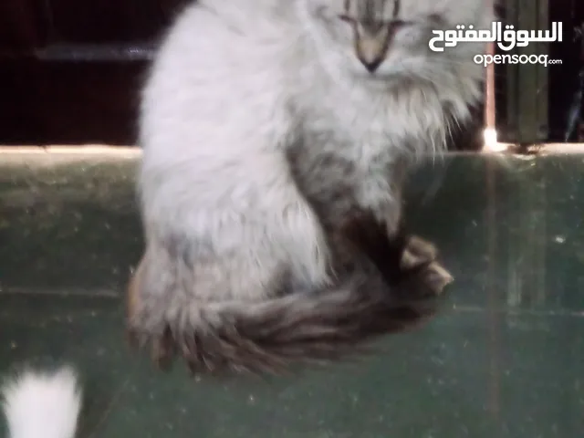 قطط للبيع اوالاستبدال