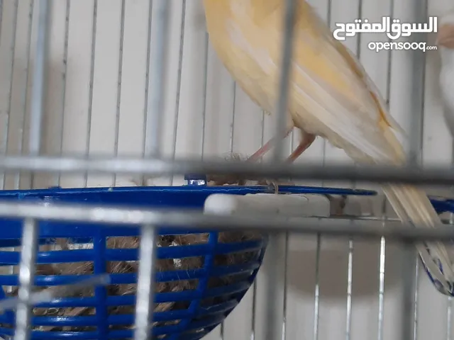 جوز كنار معهم فرخ عمر شهرين