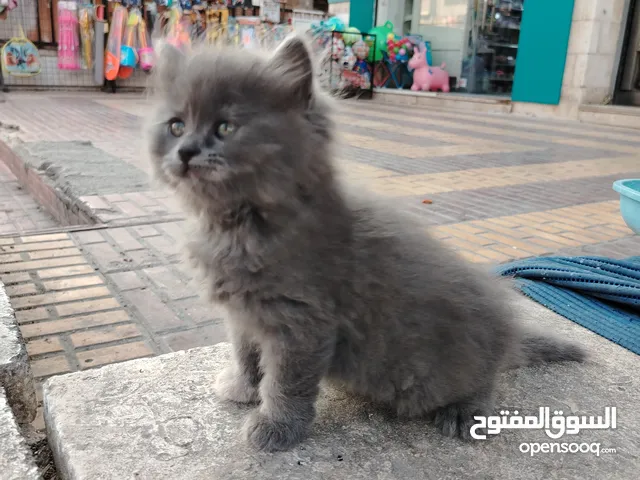 كتـن قطط برتش صغيرة تبحث عن بيت دافئ