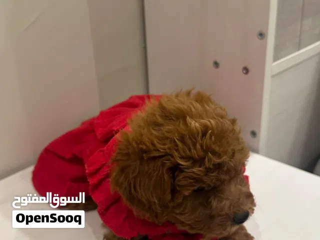 toy poodle توي بودل