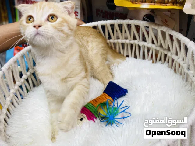 Scottish fold orange color fully vaccinated