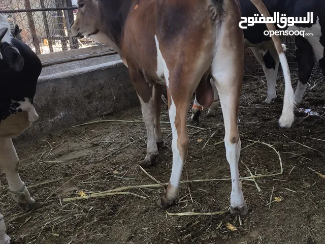 عجل سمين كلش مقبط