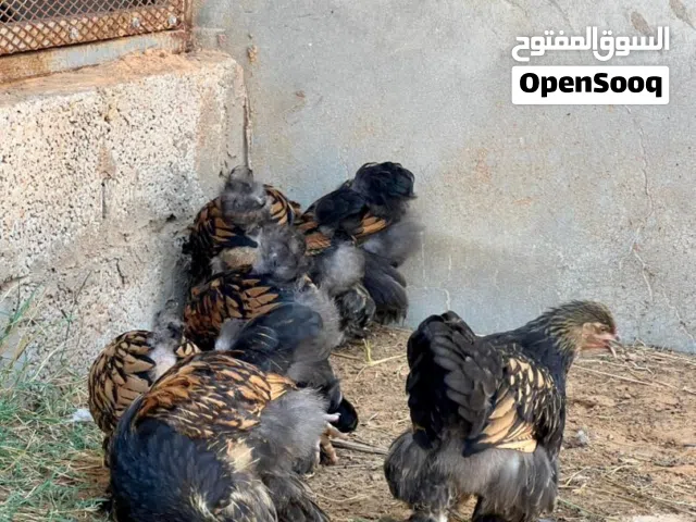 براهما سبرايت نحاسي درجه اولى اقرأ الوصف