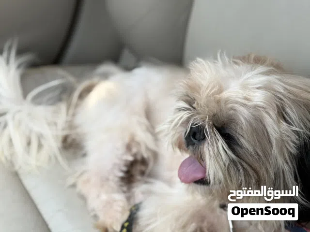 كلب للبيع ودود وأليف جدا جدا