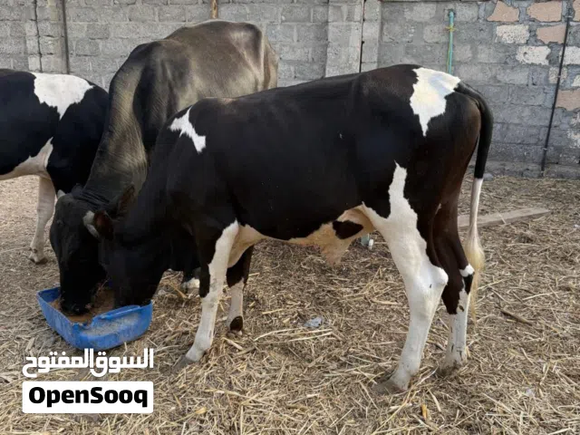 عجال للبيع