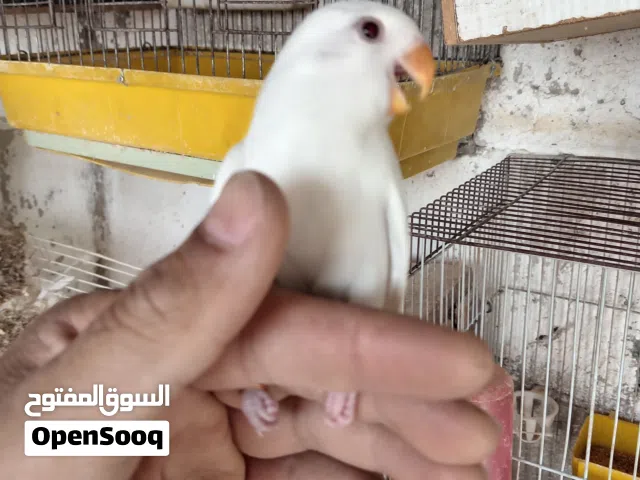 لعشاق التميز يوجد فراخ روز البينو بيور عين حمرا إقرأ التفاصيل في الاعلان
