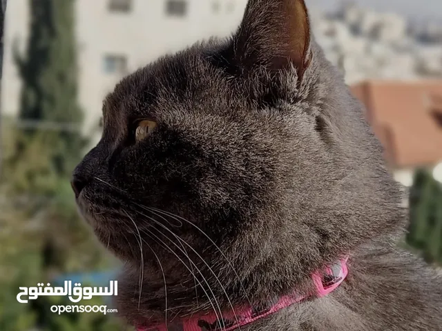 انثى بريتيش شورت هير العمر سنة غير معقمة