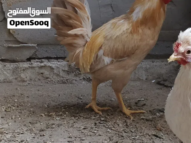 ديج افرك كويتي ليموني  بي مجال